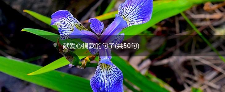献爱心捐款的句子(共50句),第1张