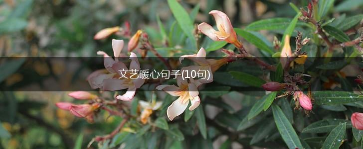 文艺暖心句子(10句),第1张