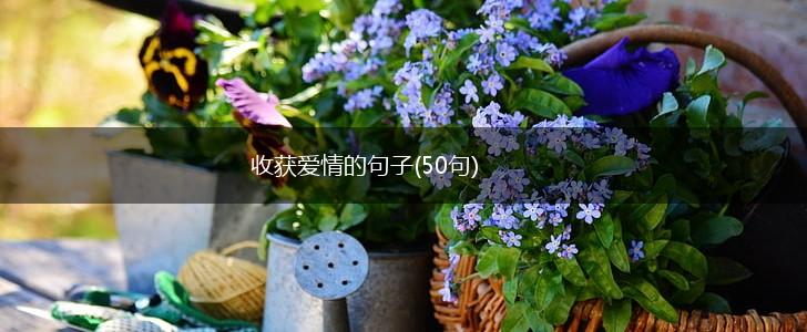 收获爱情的句子(50句),第1张