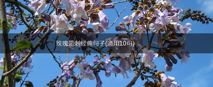 玫瑰带刺经典句子(通用10句),第1张