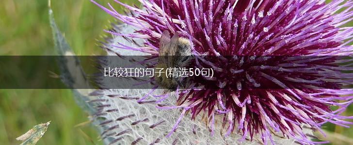 比较狂的句子(精选50句),第1张