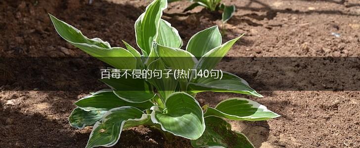 百毒不侵的句子(热门40句),第1张