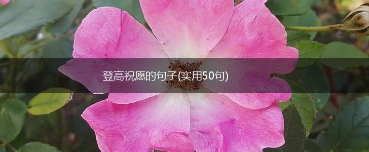 登高祝愿的句子(实用50句),第1张