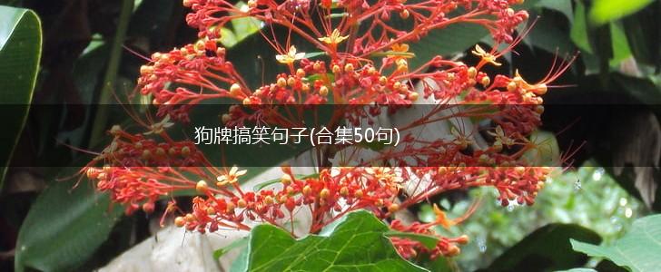 狗牌搞笑句子(合集50句),第1张