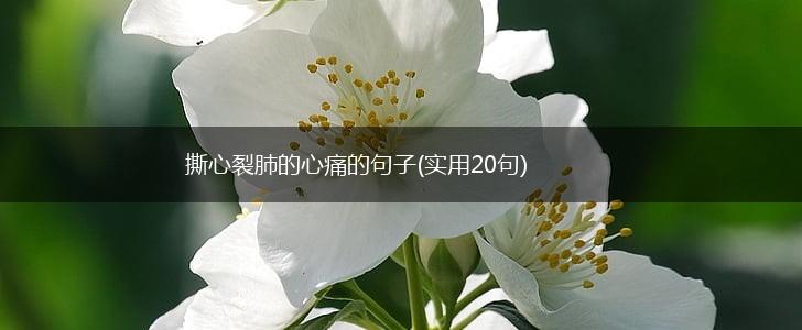 撕心裂肺的心痛的句子(实用20句),第1张
