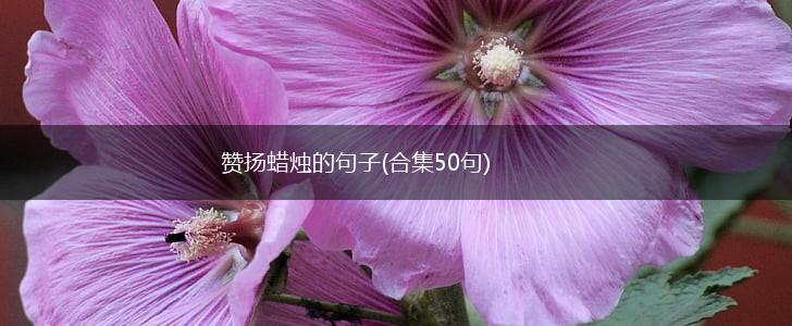 赞扬蜡烛的句子(合集50句),第1张