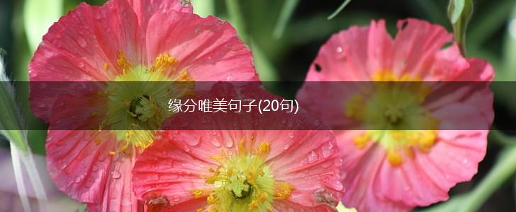 缘分唯美句子(20句),第1张