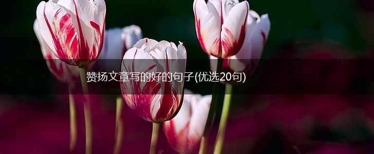赞扬文章写的好的句子(优选20句),第1张