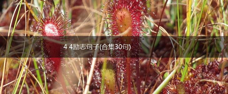 4 4励志句子(合集30句),第1张