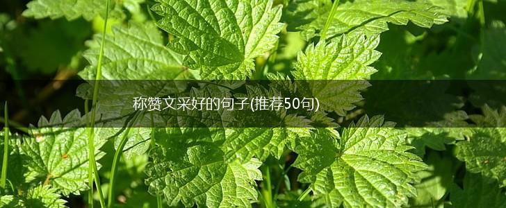 称赞文采好的句子(推荐50句),第1张