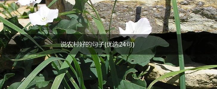 说农村好的句子(优选24句),第1张