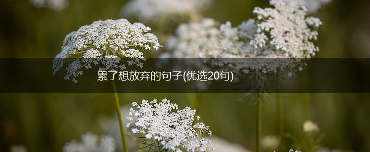 累了想放弃的句子(优选20句),第1张