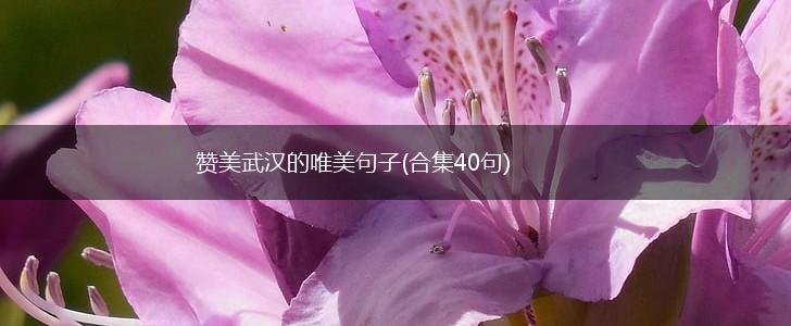 赞美武汉的唯美句子(合集40句),第1张