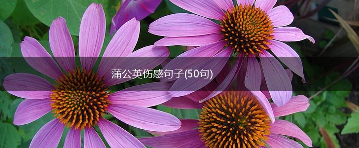蒲公英伤感句子(50句),第1张