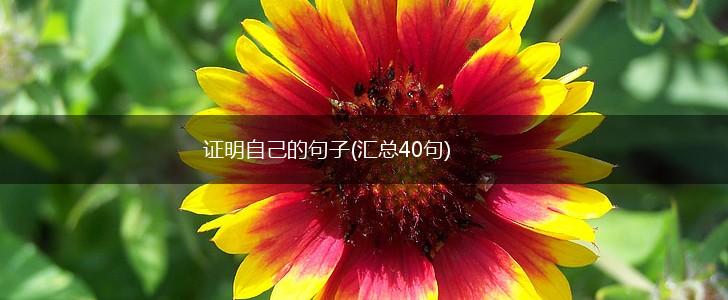 证明自己的句子(汇总40句),第1张