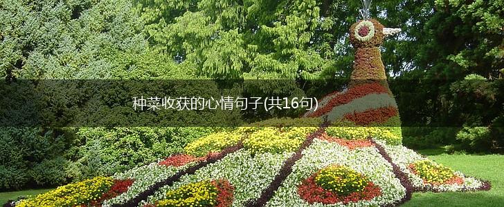 种菜收获的心情句子(共16句),第1张