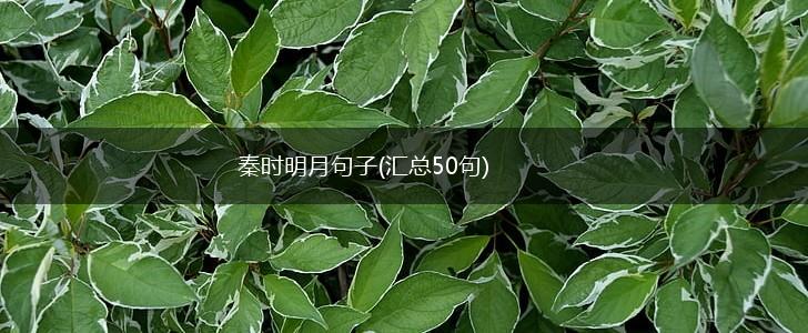 秦时明月句子(汇总50句),第1张