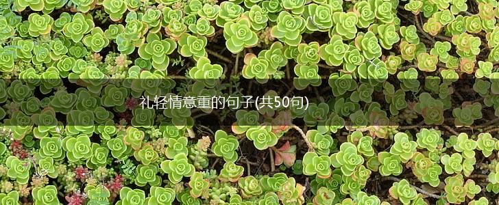 礼轻情意重的句子(共50句),第1张