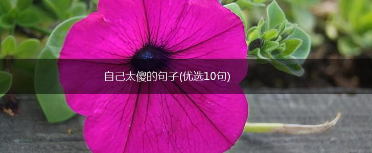 自己太傻的句子(优选10句),第1张