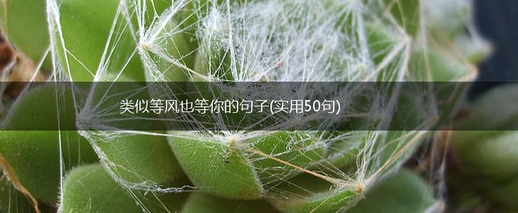 类似等风也等你的句子(实用50句),第1张