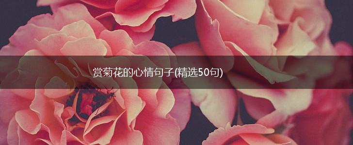 赏菊花的心情句子(精选50句),第1张