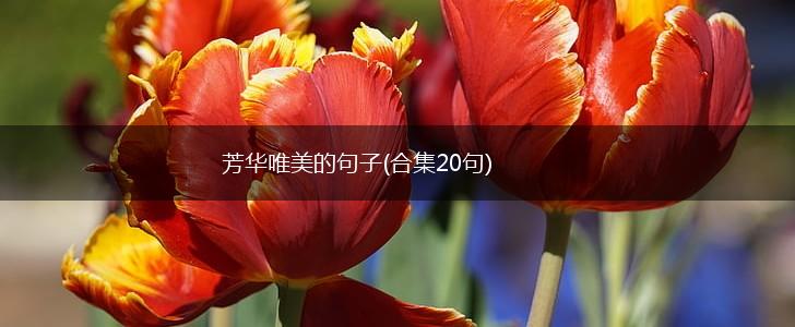 芳华唯美的句子(合集20句),第1张
