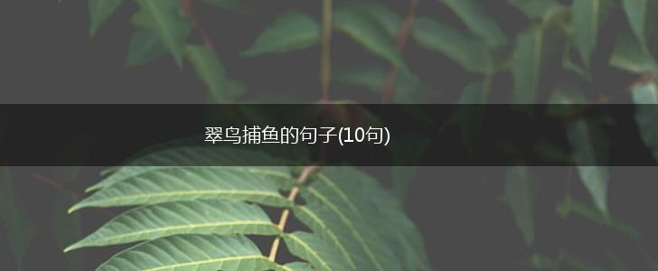 翠鸟捕鱼的句子(10句),第1张