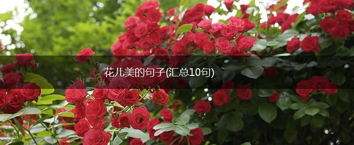花儿美的句子(汇总10句),第1张
