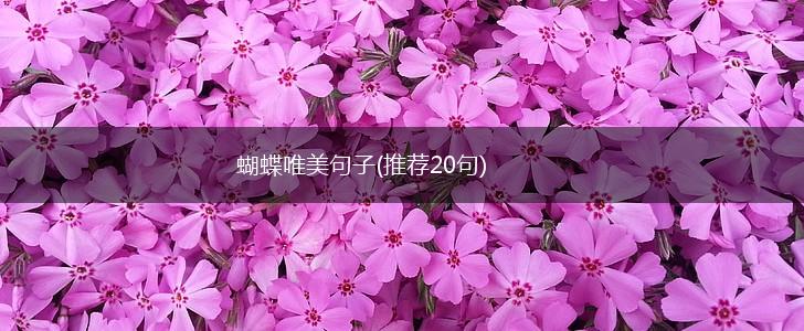 蝴蝶唯美句子(推荐20句),第1张