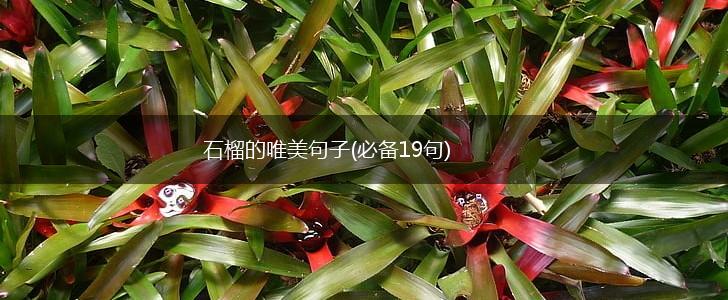 石榴的唯美句子(必备19句),第1张