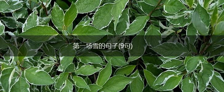 第一场雪的句子(9句),第1张