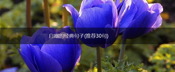 自嘲的经典句子(推荐30句),第1张