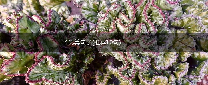 4优美句子(推荐10句),第1张