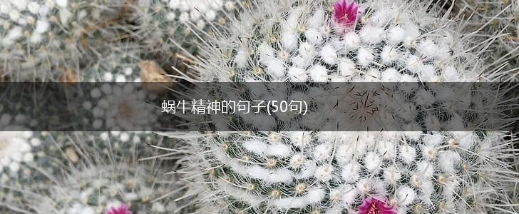 蜗牛精神的句子(50句),第1张