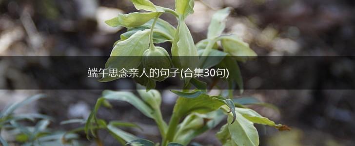 端午思念亲人的句子(合集30句),第1张