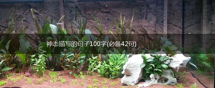 神态描写的句子100字(必备42句),第1张