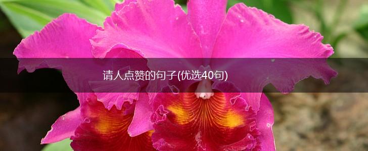 请人点赞的句子(优选40句),第1张