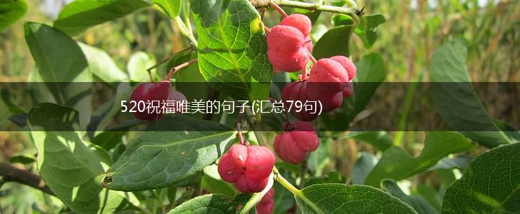 520祝福唯美的句子(汇总79句),第1张