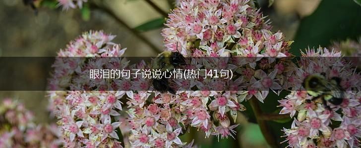 眼泪的句子说说心情(热门41句),第1张