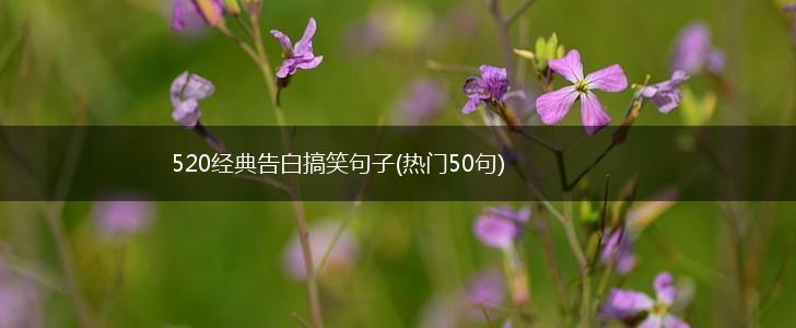 520经典告白搞笑句子(热门50句),第1张