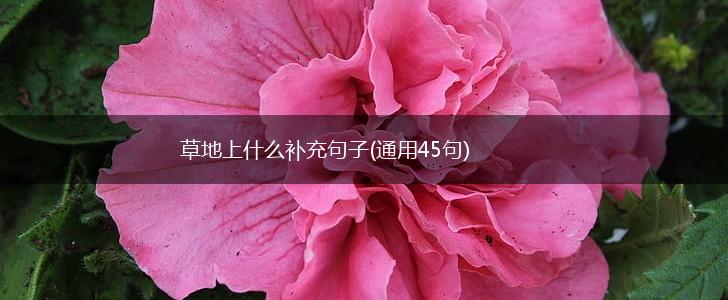 草地上什么补充句子(通用45句),第1张