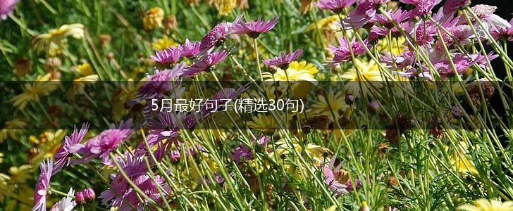 5月最好句子(精选30句),第1张