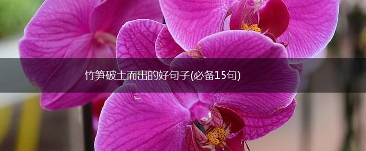 竹笋破土而出的好句子(必备15句),第1张