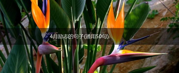 4月励志的句子(通用50句),第1张