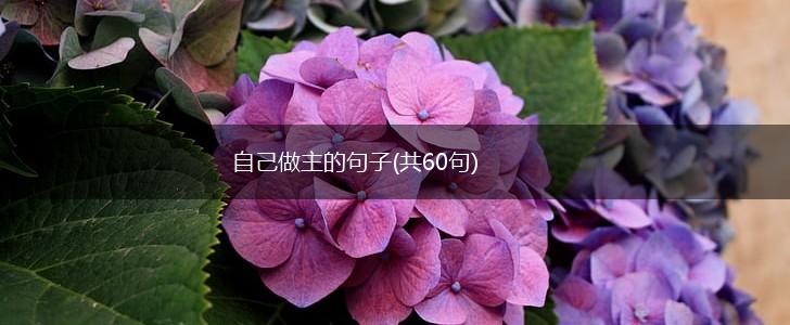 自己做主的句子(共60句),第1张