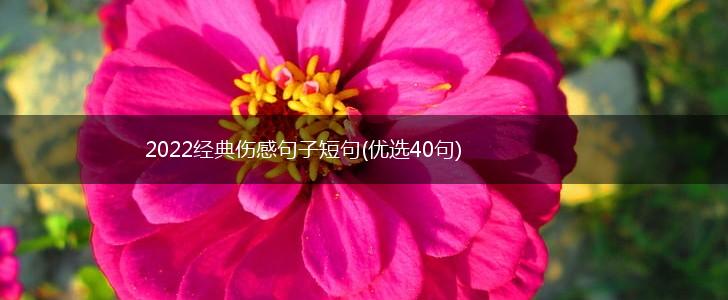 2022经典伤感句子短句(优选40句),第1张