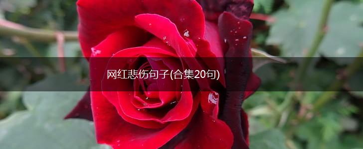 网红悲伤句子(合集20句),第1张