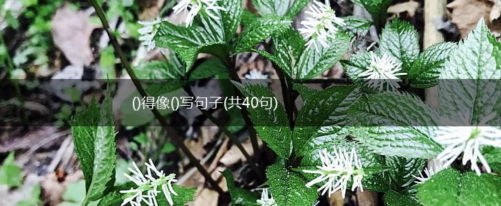 ()得像()写句子(共40句),第1张