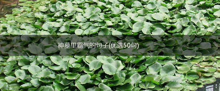 神墓里霸气的句子(优选50句),第1张