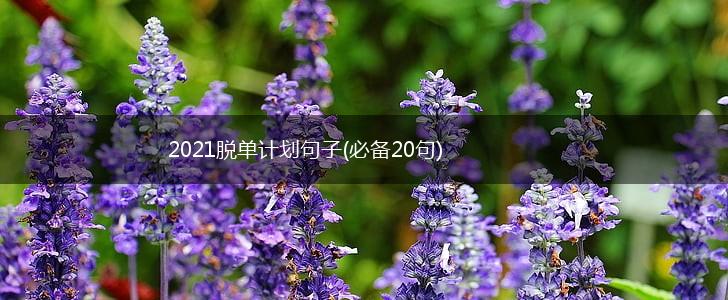 2021脱单计划句子(必备20句),第1张
